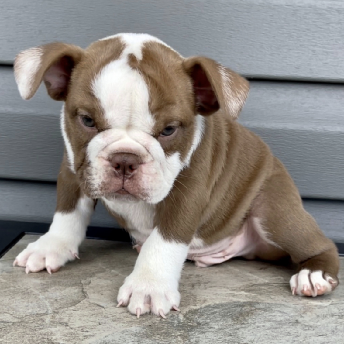 comprar cachorros sanos, baratos y asequibles para la venta